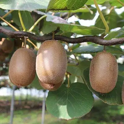 Актинидия ЗАКАРПАТЬЕ киви в Гомеле