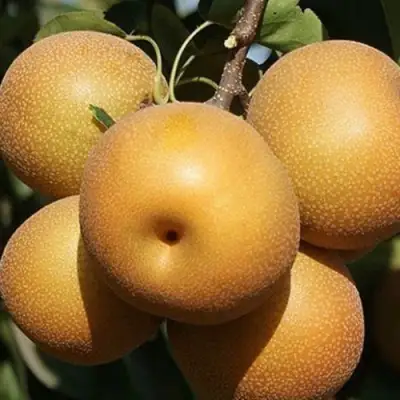 саженцы груши Нэши