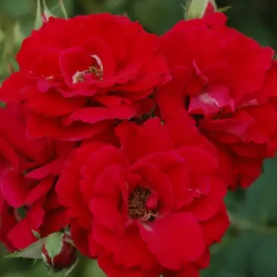 Роза ЧАМПЛЕЙН флорибунда в Гомеле