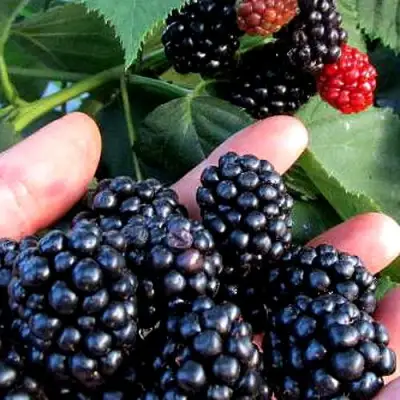 Ежевика ЭВЕРГРИН бесшипная  в Гомеле