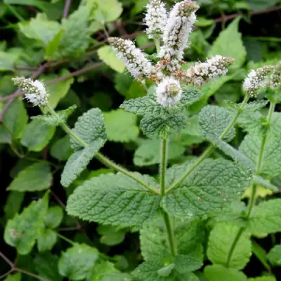 Мята яблочная в Гомеле