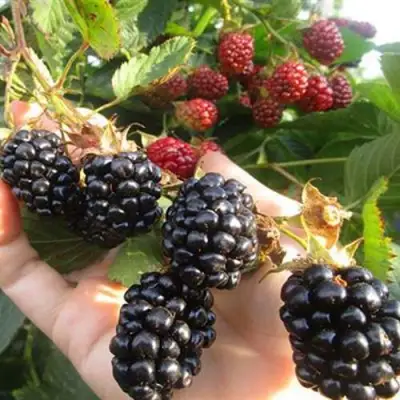 Ежевика НАВАХО бесшипная  в Гомеле