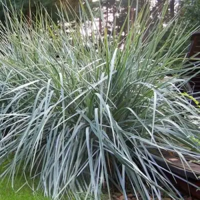 Элимус БЛЮ ДЮН песчаный в Гомеле