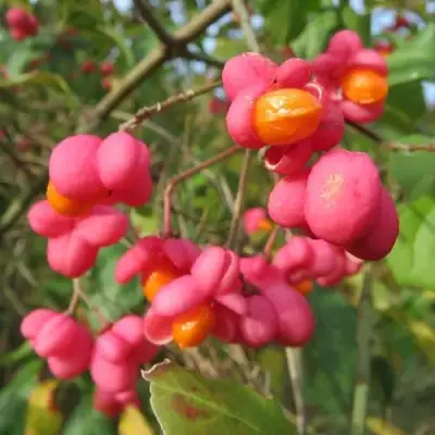 Бересклет ЕВРОПЕЙСКИЙ в Гомеле