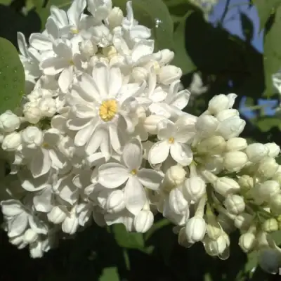 Сирень РОЧЕСТЕР в Гомеле