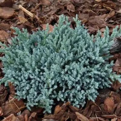 Можжевельник БЛЮ СПАЙДЕР чешуйчатый в Гомеле