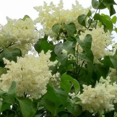 Сирень АМУРСКАЯ в Гомеле