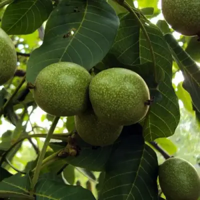 Грецкий орех ПИНСКИЙ в Гомеле