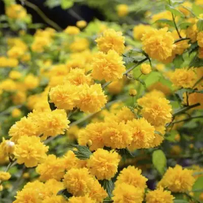 Керрия японская АУРЕОВАРИЕГАТТА в Гомеле