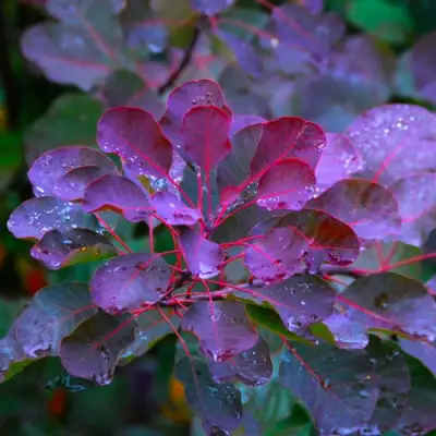 Скумпия ГРЕЙС в Гомеле
