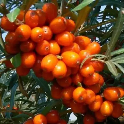 Облепиха ПЛАМЕННАЯ в Гомеле