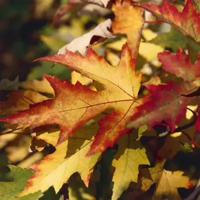 Клен серебристый в Гомеле
