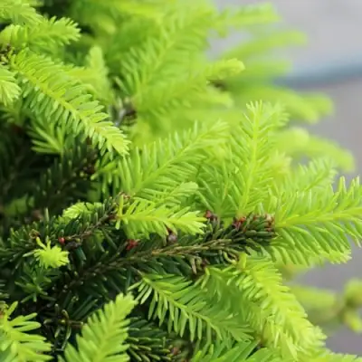 Ель НИДИФОРМИС обыкновенная в Гомеле