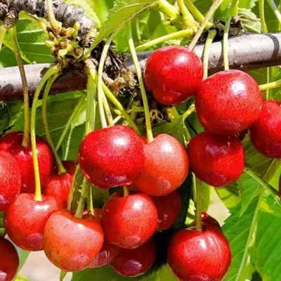 Черешня БЮТТНЕРА КРАСНАЯ в Гомеле