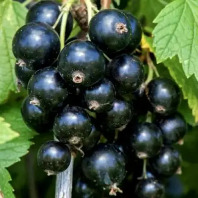 Смородина чёрная СЕЛЕЧЕНСКАЯ в Гомеле