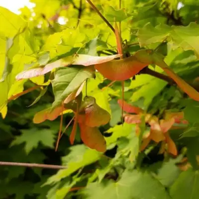 Клен ложноплатановый в Гомеле