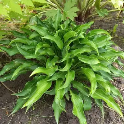 Хоста ГАРРИ ВАН ТРИЕР в Гомеле