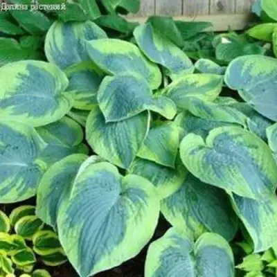 Хоста ТОКУДАМА ФЛАВОЦИРЦИНАЛИС гибридная в Гомеле