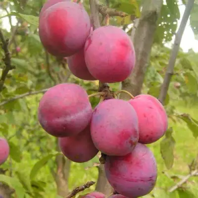 Слива ЭДИНБУРГСКАЯ в Гомеле