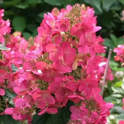 Гортензия МЕГА МИНДИ метельчатая в Гомеле