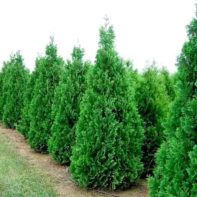 Туя СПИРАЛИС западная в Гомеле