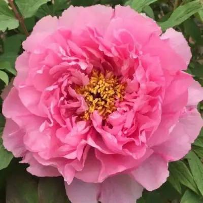 Пион РОЗОВЫЙ ЛОТОС древовидный в Гомеле