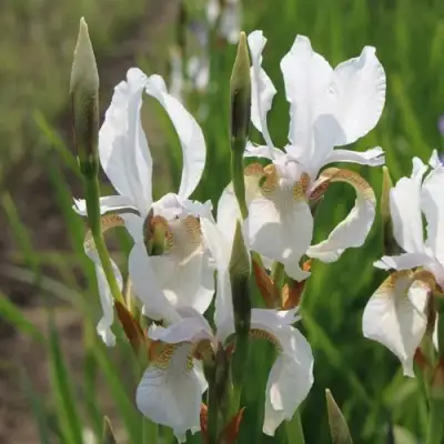 Ирис АЛЬБА сибирский в Гомеле