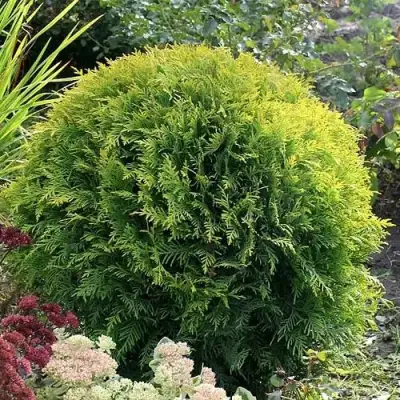 Туя ЕЛЛОУ ГЛОБ западная в Гомеле