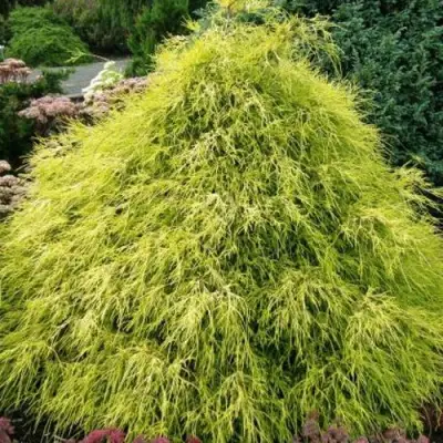 Кипарисовик ФИЛИФЕРА АУРЕА горохоплодный в Гомеле