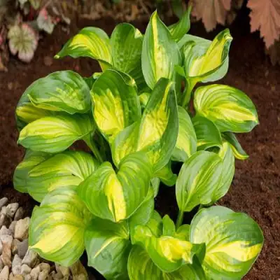 Хоста ЭМЕРАЛЬД ЧАРДЖЕР гибридная в Гомеле