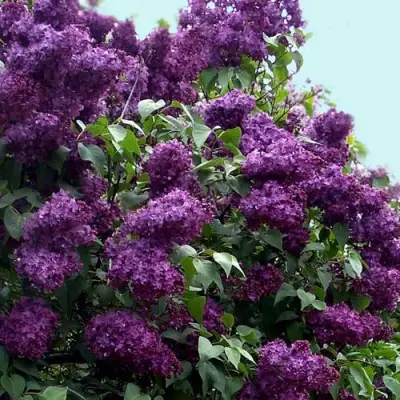 Сирень ИНДИЯ в Гомеле