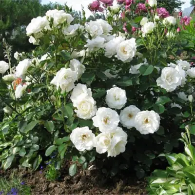 Роза АЛАБАСТЕР флорибунда в Гомеле