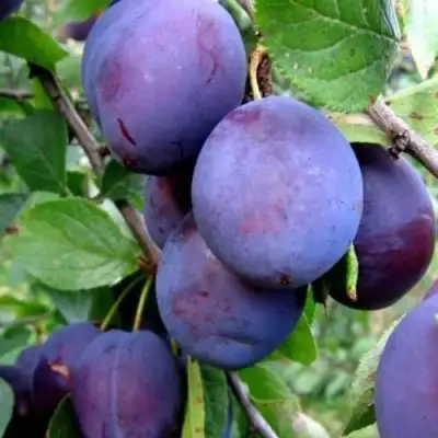 Слива ПЕРДРИГОН в Гомеле