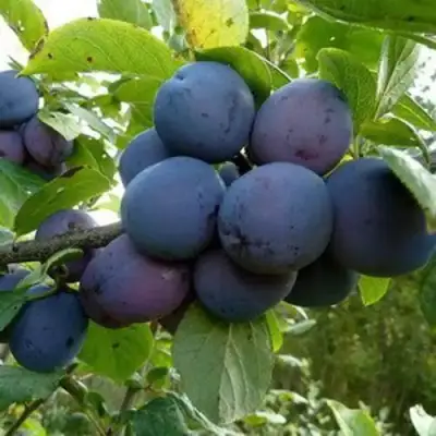 Слива КРОМАНЬ в Гомеле