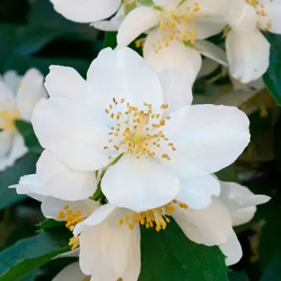 Жасмин ЮСТИНКА в Гомеле