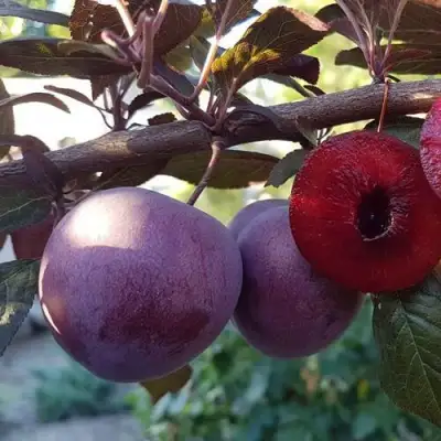 Слива ПАННА в Гомеле