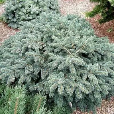 Ель НАНА сизая в Гомеле