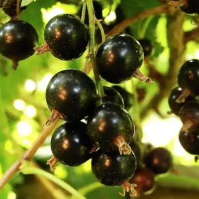 Смородина чёрная НАРА в Гомеле