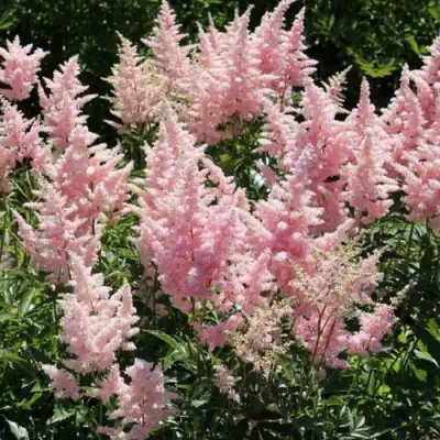 Астильба ГЛИТТЕР ЭНД ГЛАМУР китайская в Гомеле