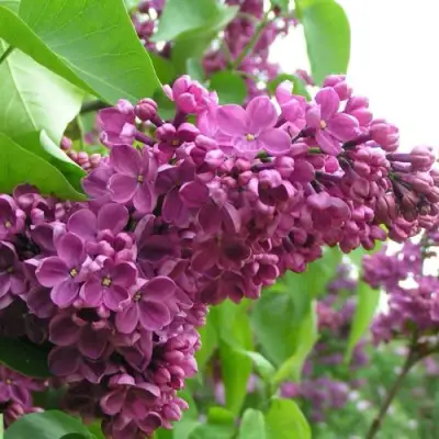 Сирень ДЕНЬ ПОБЕДЫ в Гомеле