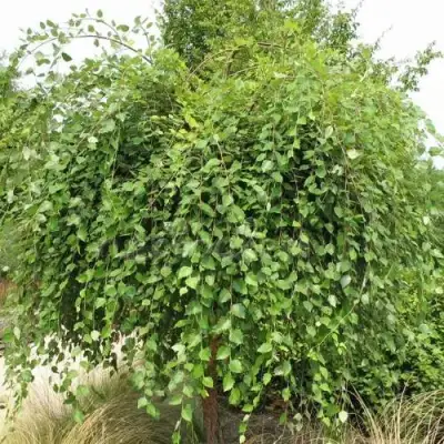 Береза САММЕР КАСКАД черная в Гомеле