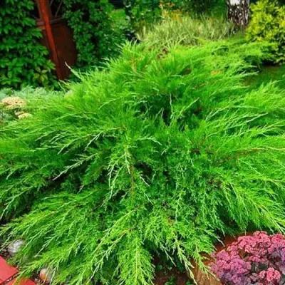 Можжевельник МИНТ ДЖУЛЕП средний в Гомеле