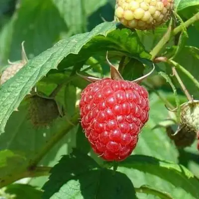 Малина КВЕЛЛИ в Гомеле