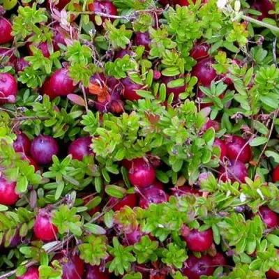 Клюква ПИЛИГРИМ в Гомеле