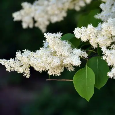 Сирень АМУРСКАЯ в Гомеле