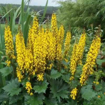 Бузульник ПРЖЕВАЛЬСКОГО в Гомеле