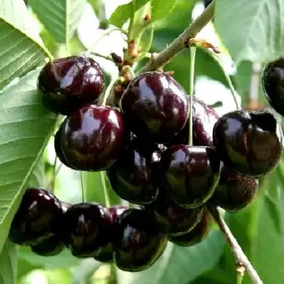 Дюк НОЧКА в Гомеле