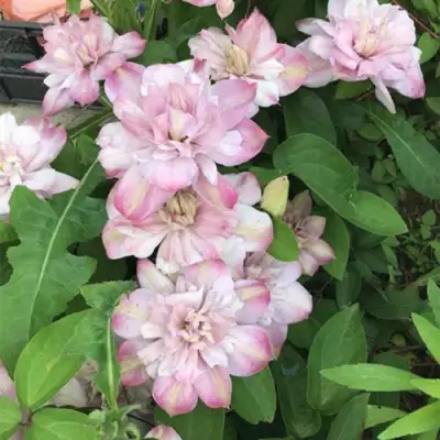 Клематис ИННОСЕНТ БЛАШ в Гомеле