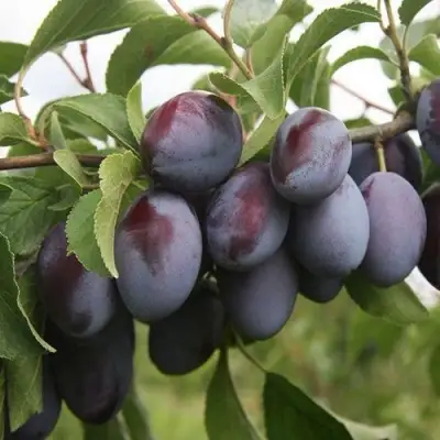 Слива РЕНКЛОД в Гомеле