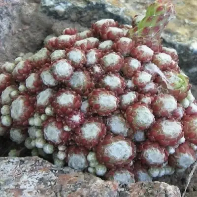 Молодило ГНАФАЛИУМ в Гомеле